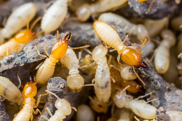 Close up termites or white ant on damaged wood texture